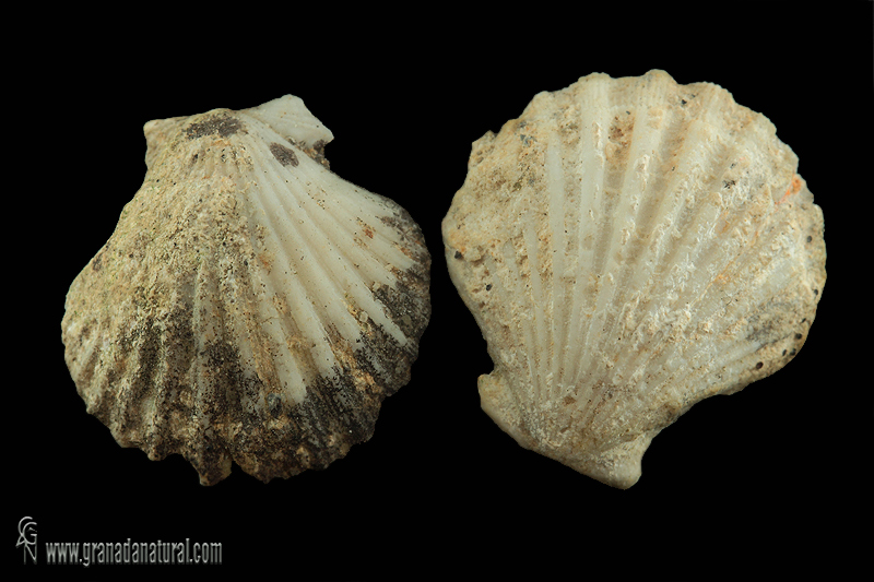 Aequipecten seniensis