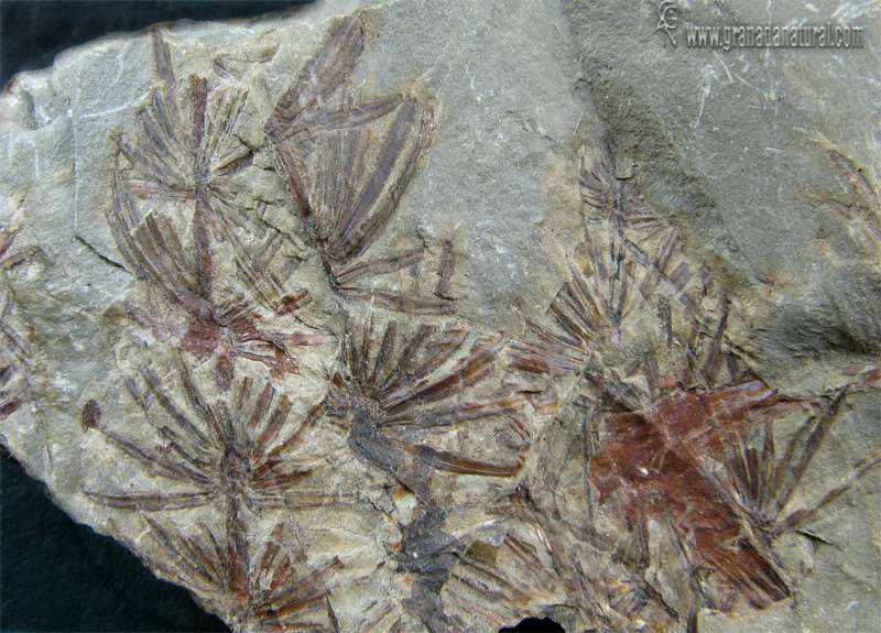 Asterophyllites equisetiformis