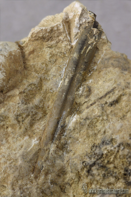 belemnites