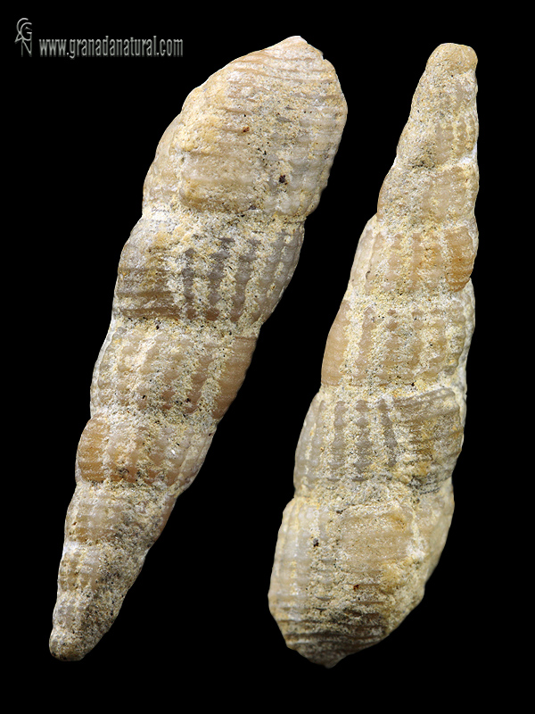 Cerithium isonae