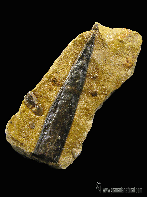 belemnites hibolites