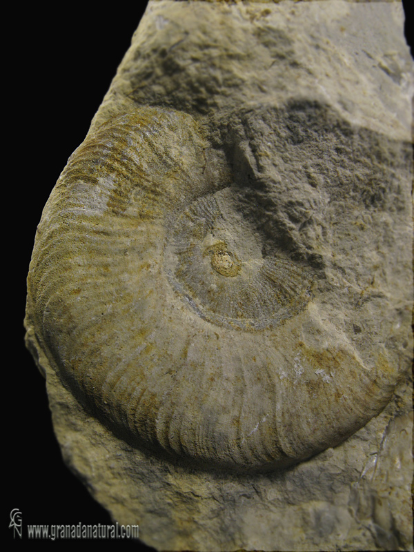 Leioceras opalinum