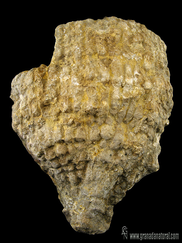 Pachyteichisma lamellosa