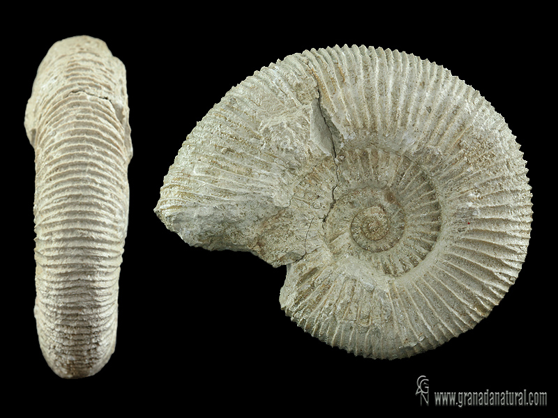 Pseudodiscosphinctes densecostatus