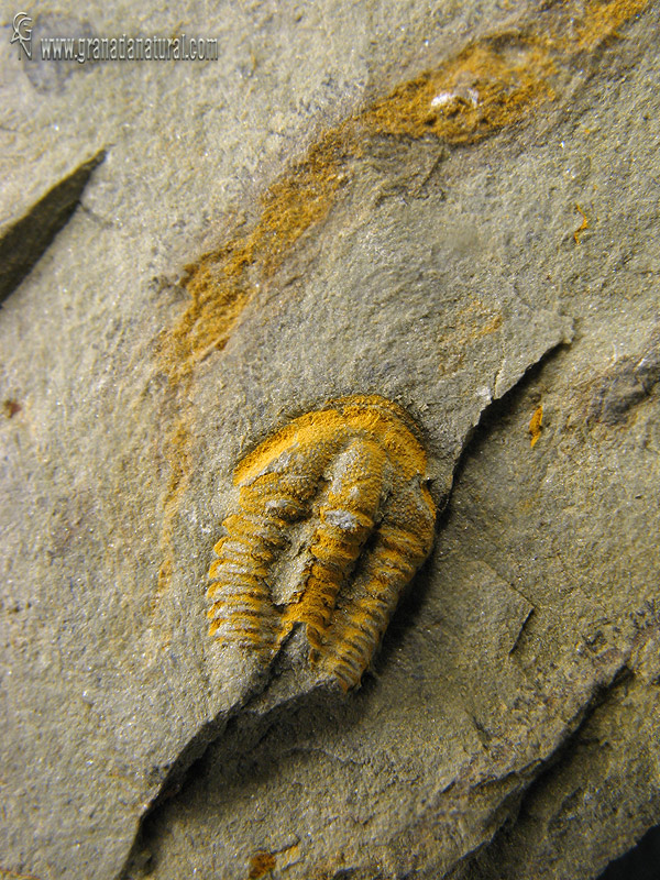 solenopleuropsis marginata