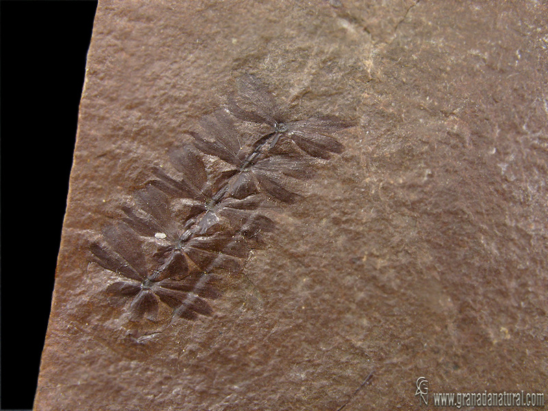 Sphenophyllum oblongifolium