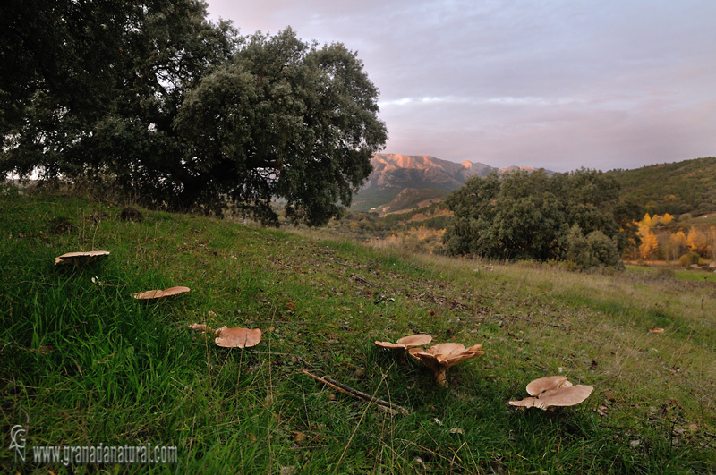 Clitocybe geotropa var. maxima (hábitat). Hongos de Granada