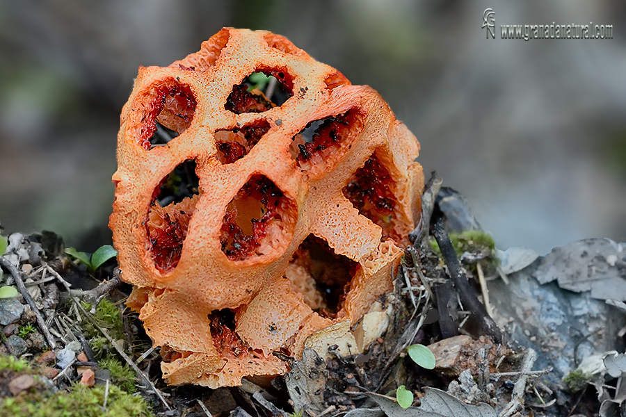 Clathrus ruber. Hongos de Granada