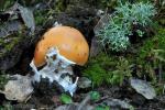 Amanita crocea var. subnudipes.Hongos de Granada