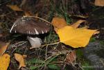 Amanita mairei. Setas de Granada