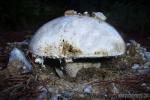 Amanita ovoidea. Hongos de Granada