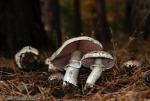 Agaricus impudicus ( Ecología). Setas de Granada.