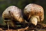 Agaricus impudicus (Rea) Pilát. Hongos de Granada