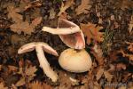 Agaricus sylvicola, corte . Hongos de Granada