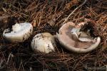 Agaricus silvicola (Vittadini) Peck.Setas de Granada