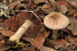 Agaricus dulcidulus Shultz . Hongos de Granada