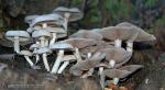 Agrocybe cylindracea