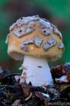 Amanita ceciliae joven. Hongos de Granada