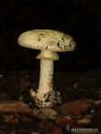 Amanita citrina. Hongos de Granada