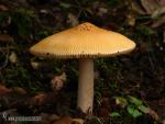 Amanita crocea ( Quel.) Singer. Hongos de Granada