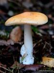 Amanita crocea var. subdunipes fase adulta. Hongos de Granada