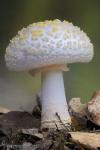 Amanita franchetii fo. lactella (Gilbert & Khner). Hongos de Granada