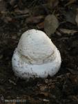 Amanita gemmata fase juvenil. Hongos de Granada