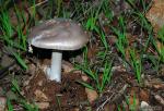 Amanita Malleata