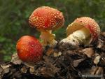 Amanita muscaria var. formosa. Hongos de Granada