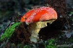 Amanita muscaria 2 . Setas de Granada