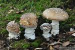 Amanita pantherina  desarrollo. Hongos de Granada.