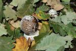 Amanita pantherina ( fase joven) .Setas de Granada