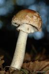 Amanita rubescens 1. Setas de Granada