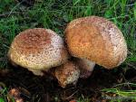 Amanita rubescens grupo. Hongos de Granada