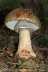 Amanita rubescens