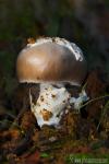 Amanita mairei.Setas de Granada