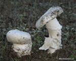 Amanita lactea. Hongos de Granada