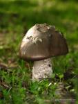 Amanita malleata ( sombrero y pié)