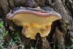 Fomitopsis pinicola. Aphyllophorales de Granada