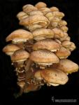 Armillaria mellea (Vahl.) Kumm.Hongos de Granada