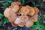 Armillaria tabescens.Hongos de Granada