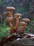 Armillaria gállica ( pié y sombrero)