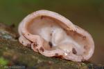 Auricularia auricula-judae