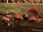 Auricularia auricula-judae grupo. Aphyllophorales de Granada