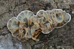 Auricularia mesentérica himenio. Hongos de Granada