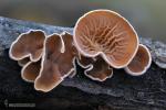 Schizophyllum amplum (Lv.) Nakasone,  (1996) -Hongos de Granada