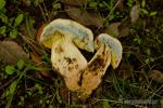 Boletus appendiculatus corte. Hongos de Granada