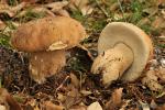 Boletus reticulatus( Schaeffer) Boudier. Hongos de Granada