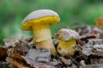 Boletus albidus 