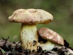 Boletus appendiculatus . Hongos de Granada